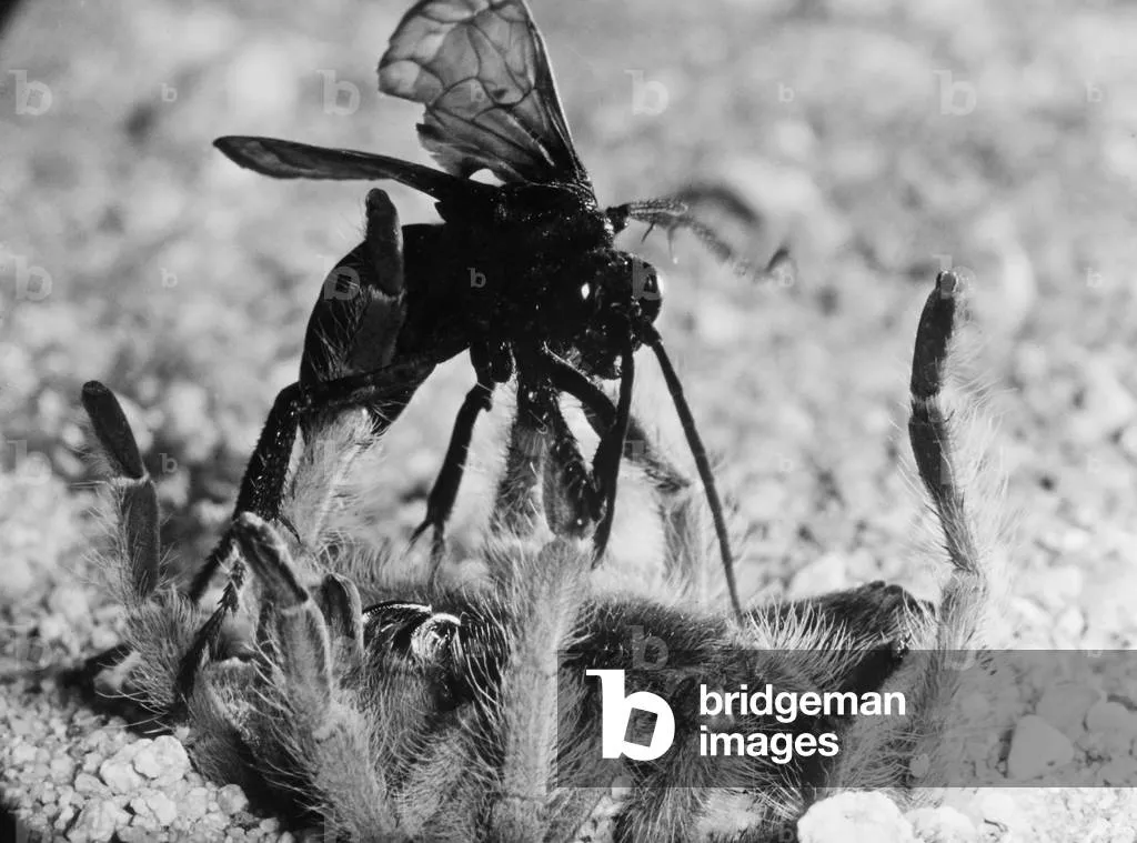 22713 tarantula defenses