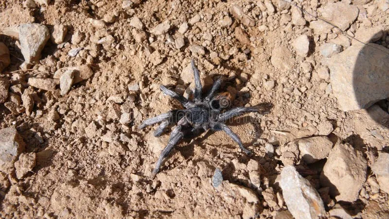 /img/22713-tarantula-survival.webp