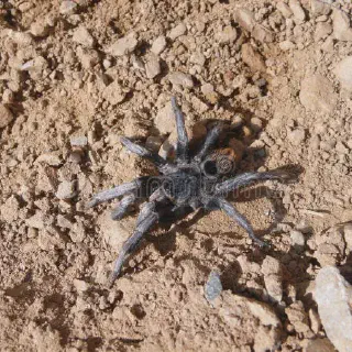 /img/22713-tarantula-survival.webp