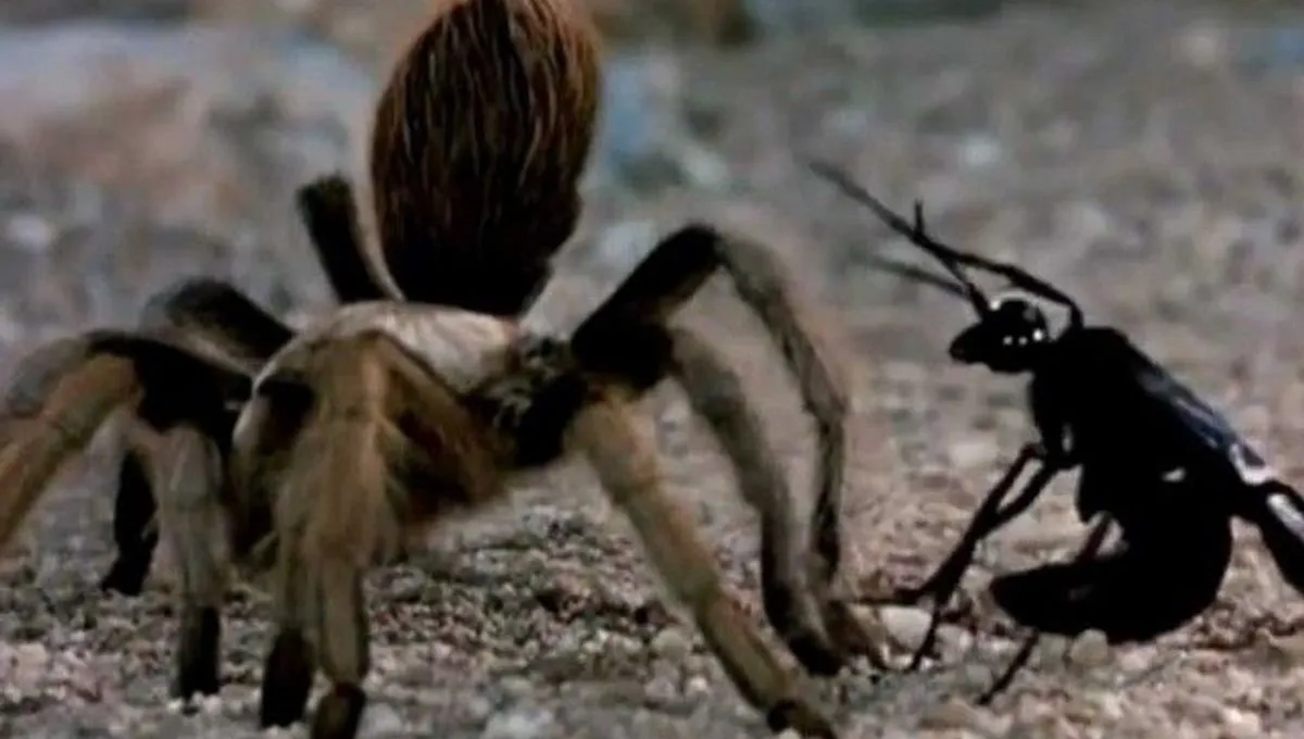 22713 wasp tarantula 3