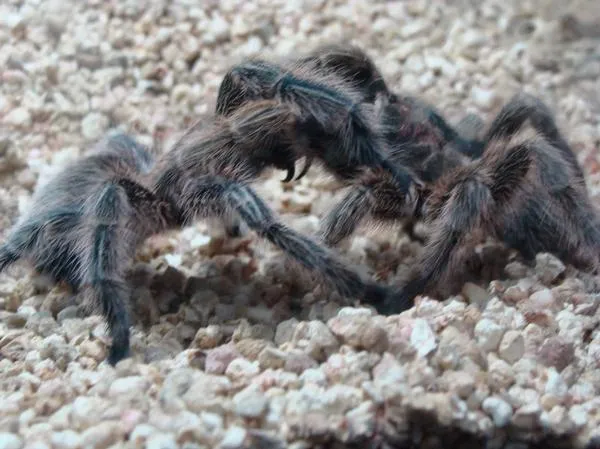 22713 wasp tarantula fight outcome