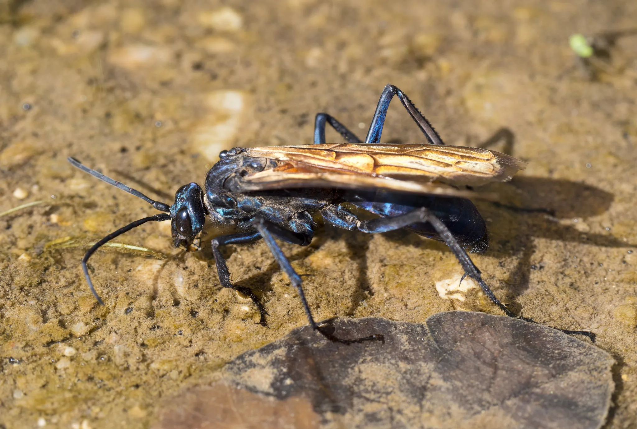 22714 tarantula hawk nest