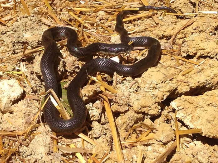 22714 tarantula hawk sting
