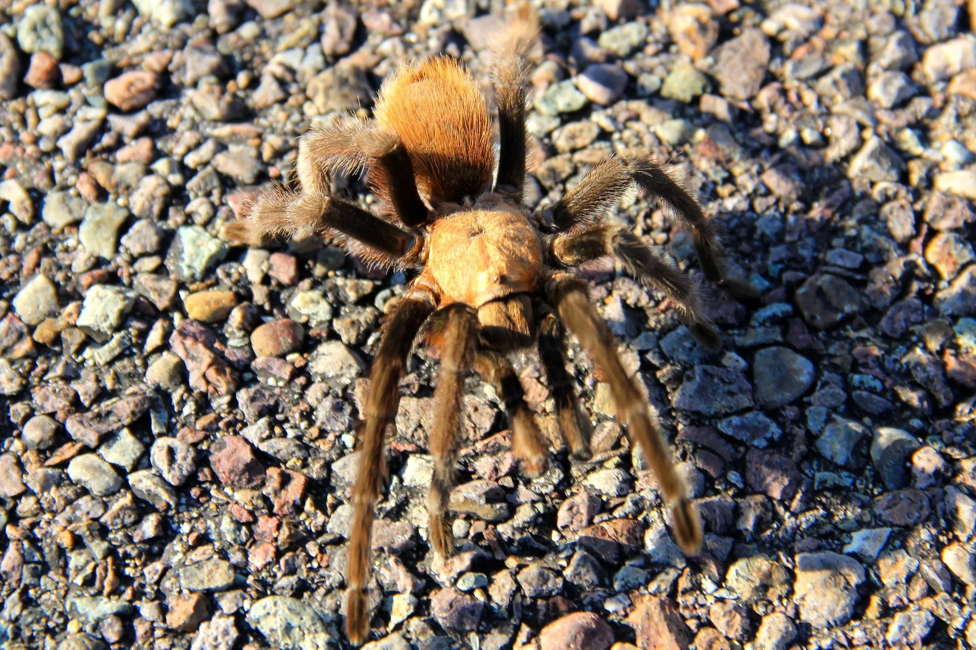 /img/22715-east-texas-tarantula-interaction.webp