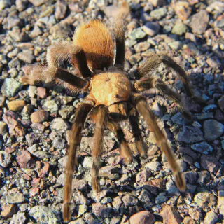 /img/22715-east-texas-tarantula-interaction.webp