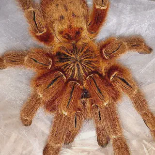 /img/22716-baby-brown-tarantula-drinking.webp