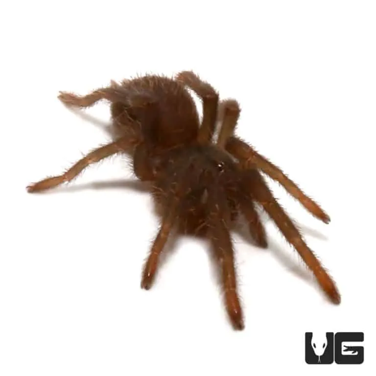 22716 brown tarantula substrate