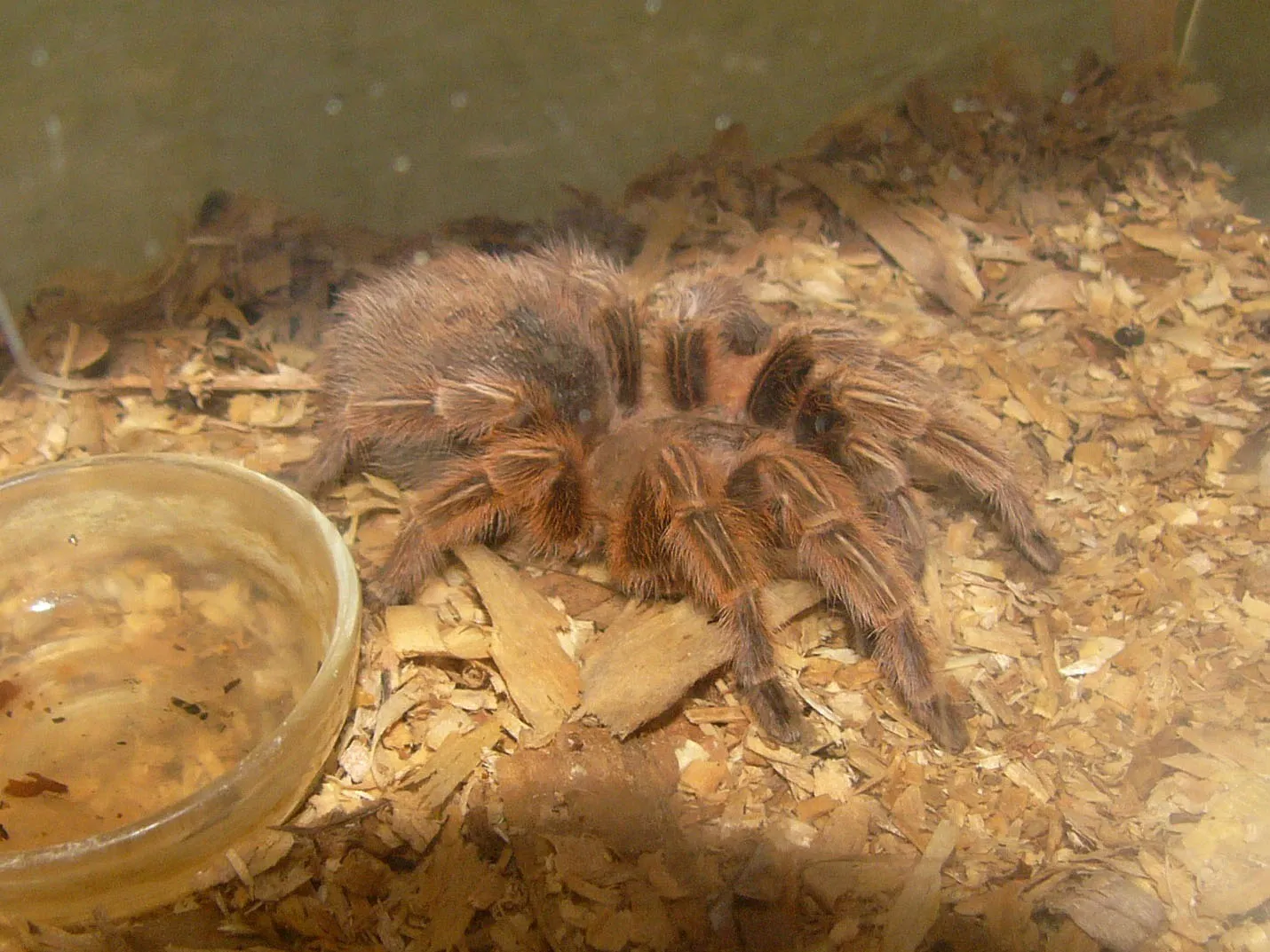 22719 chilean rose tarantula appearance