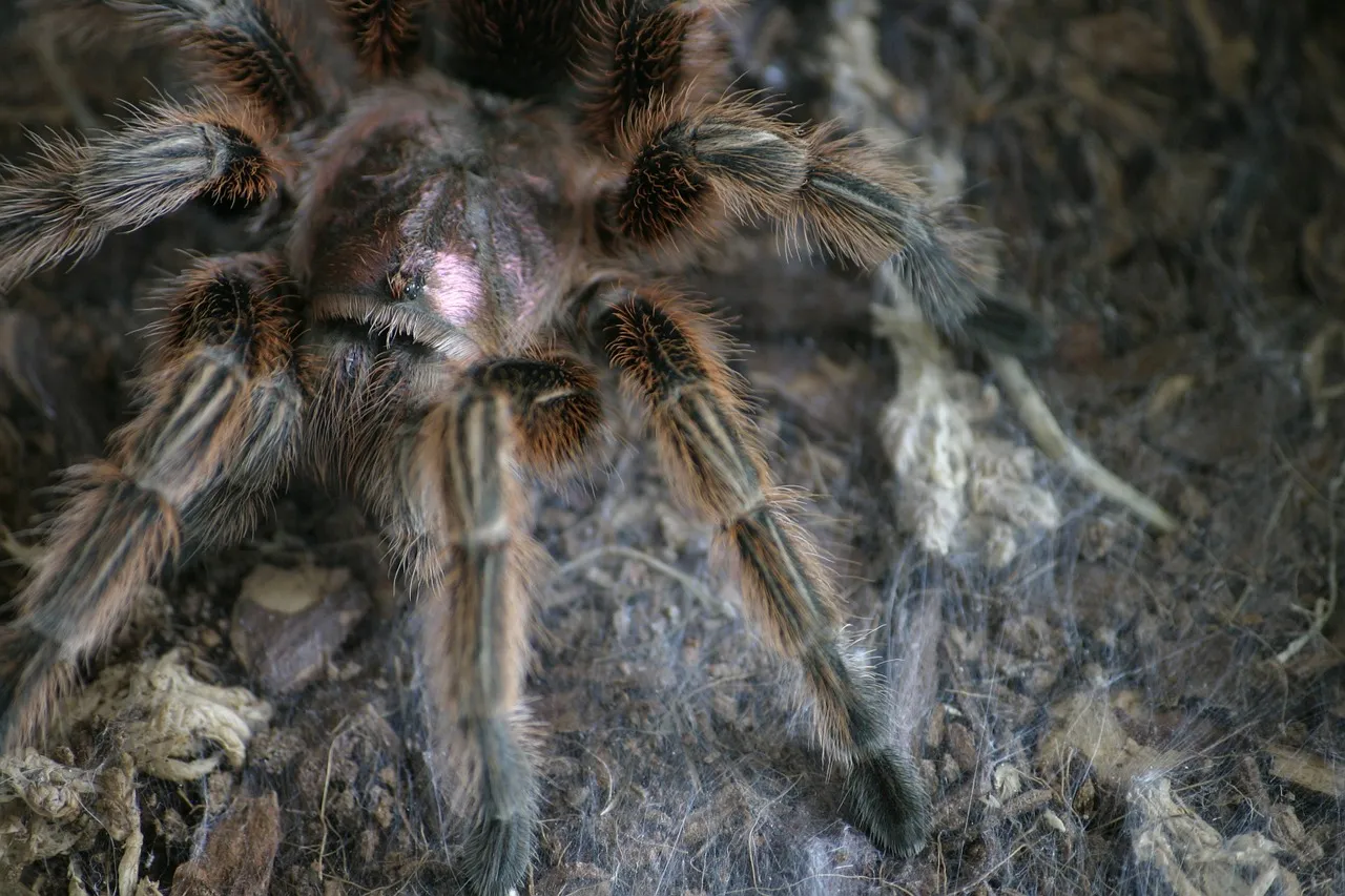 22719 chilean rose tarantula feeding
