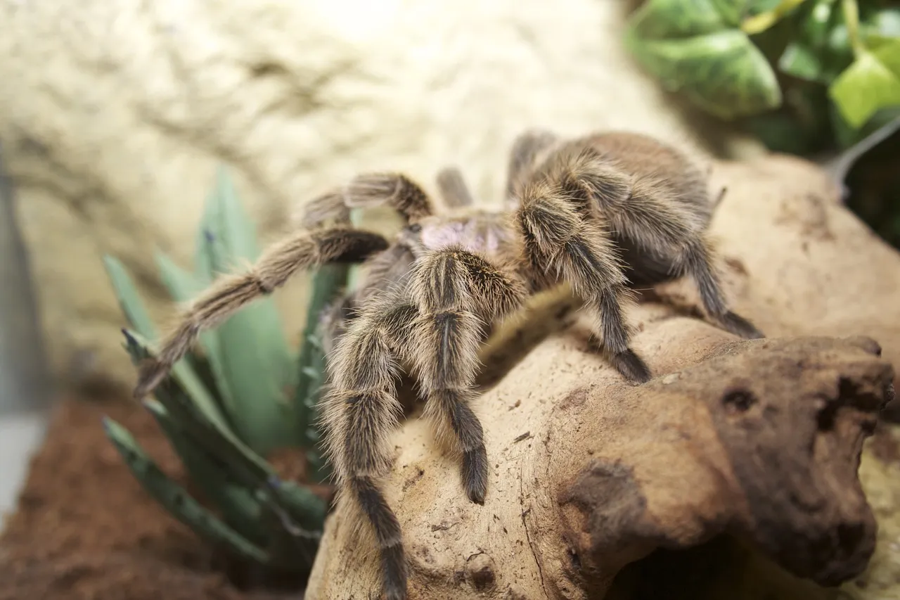 /img/22719-chilean-rose-tarantula-health.webp