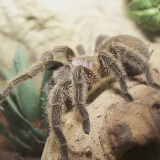 /img/22719-chilean-rose-tarantula-health.webp
