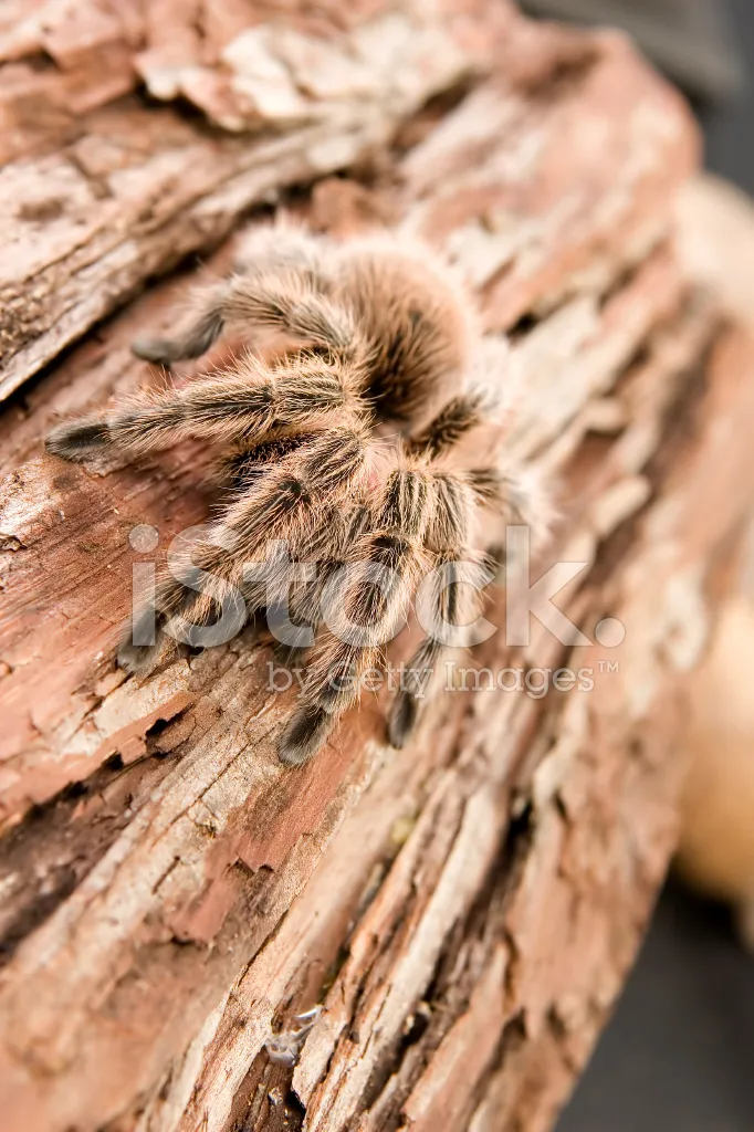 22719 chilean rose tarantula lifespan