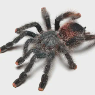 /img/22722-pinktoe-tarantula-breeding.webp