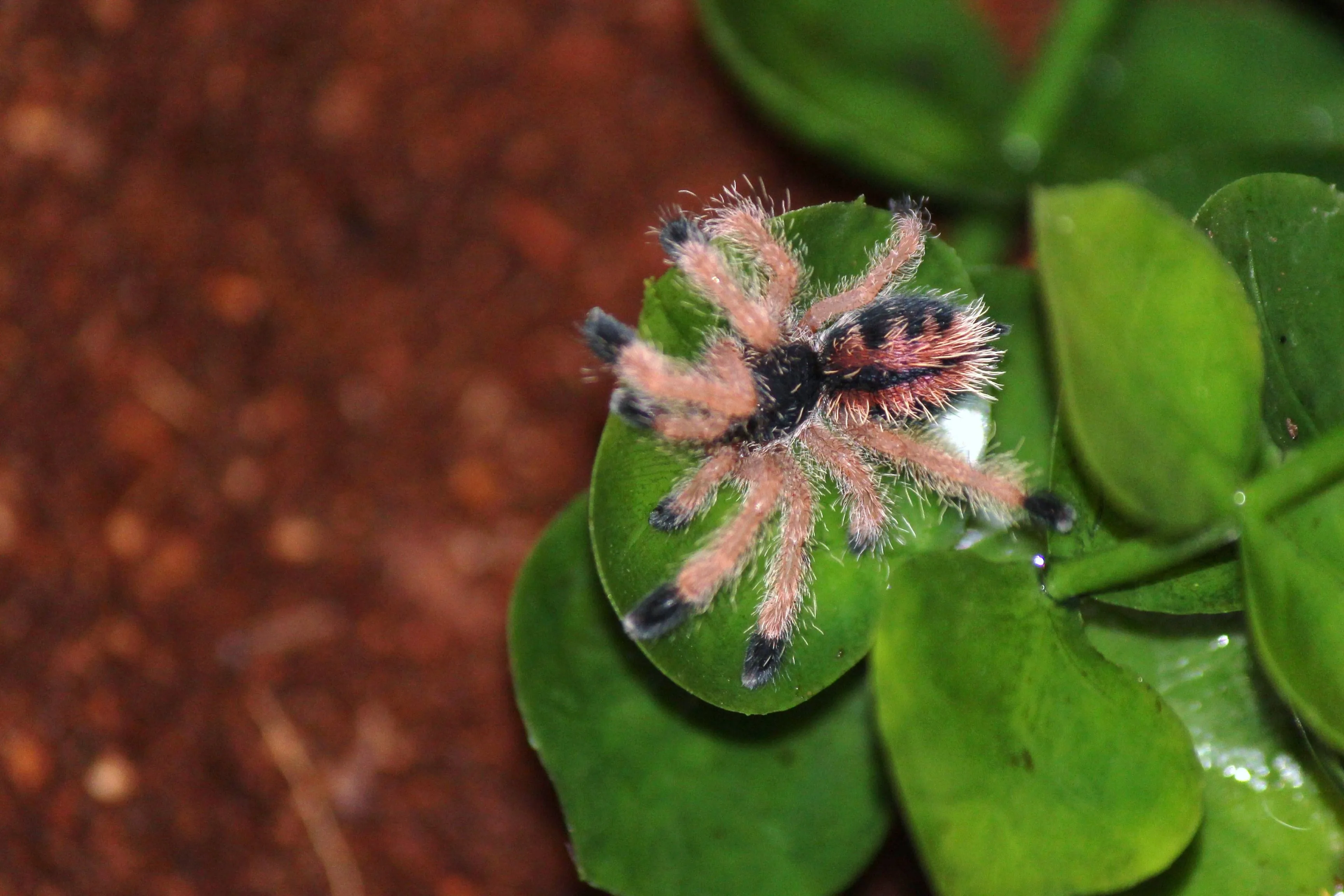 22722 pinktoe tarantula feeding