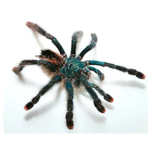 22722 pinktoe tarantula habitat