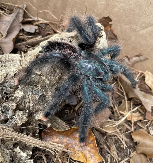 22722 pinktoe tarantula handling