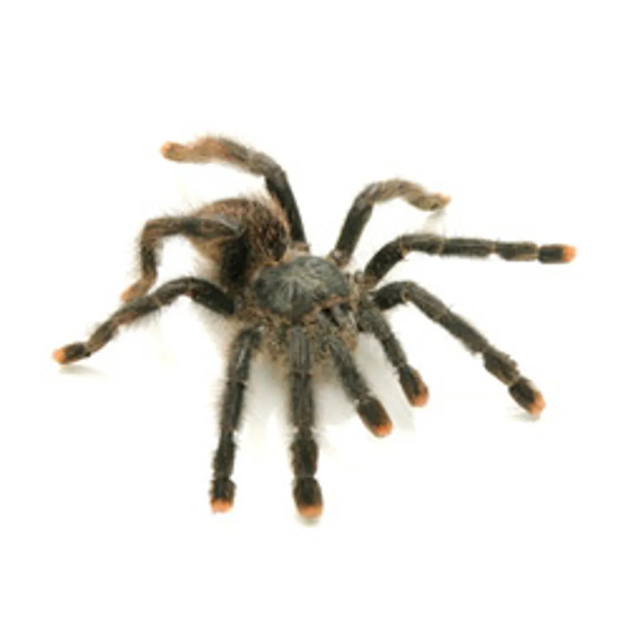 22722 pinktoe tarantula overview