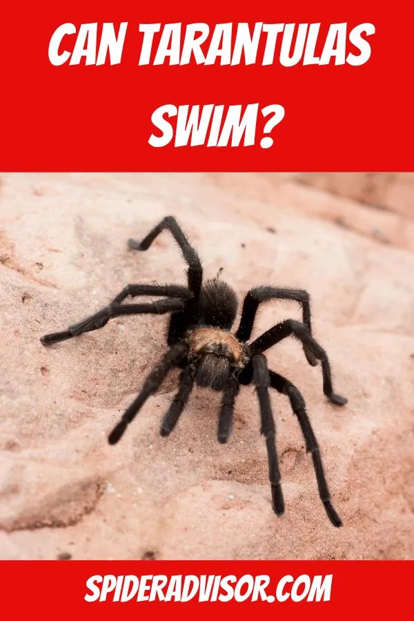 22723 aquatic tarantula