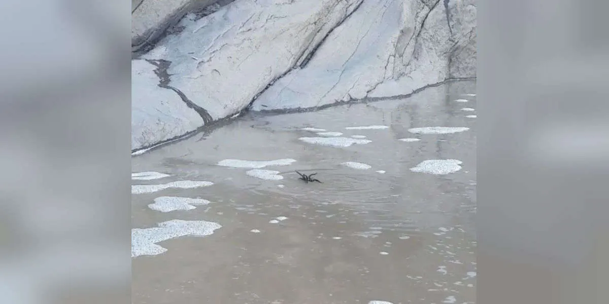 22723 drowning tarantula