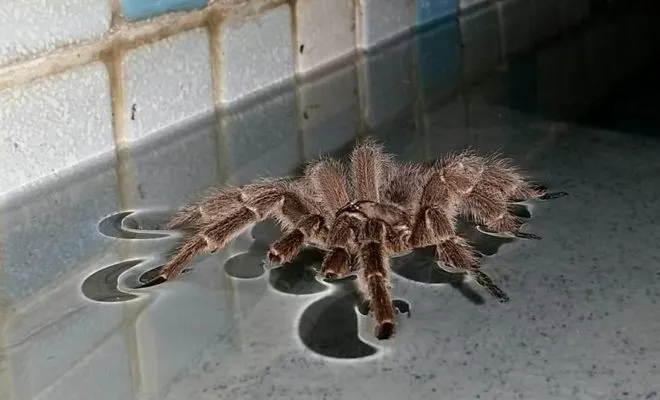 22723 tarantula water