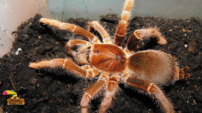 22727 king baboon tarantula care