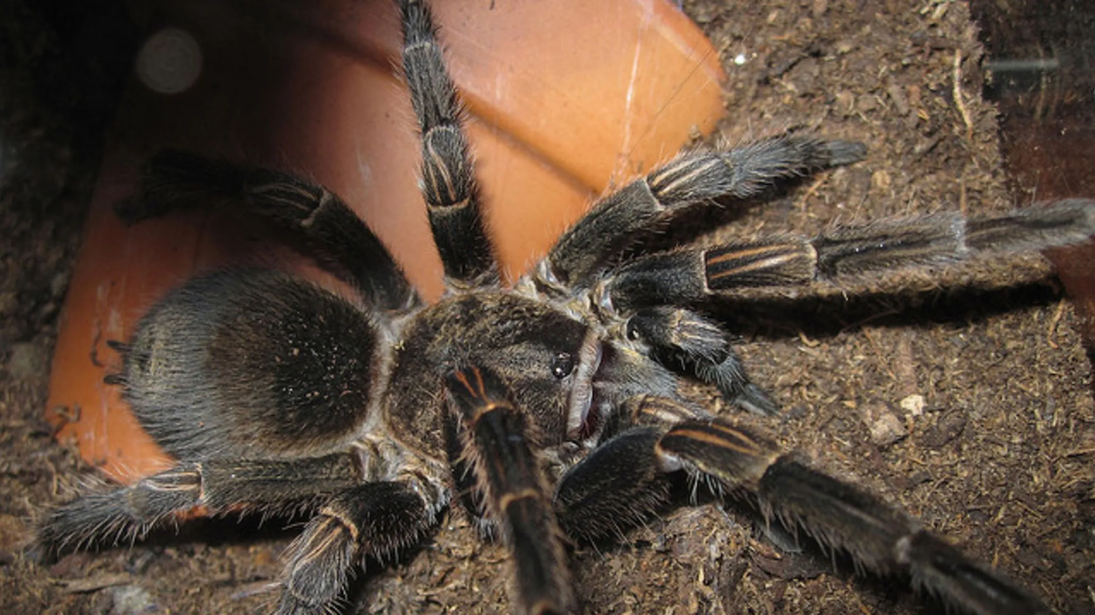 22728 tarantula venom medicinal properties