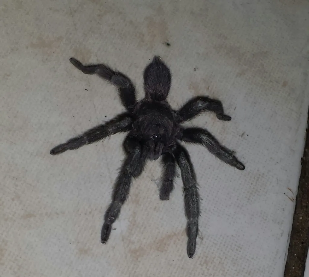 22729 birdeater tarantula philippines image1