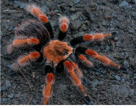 22729 birdeater tarantula philippines image2