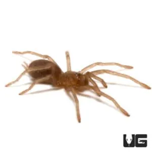 22729 birdeater tarantula philippines image4