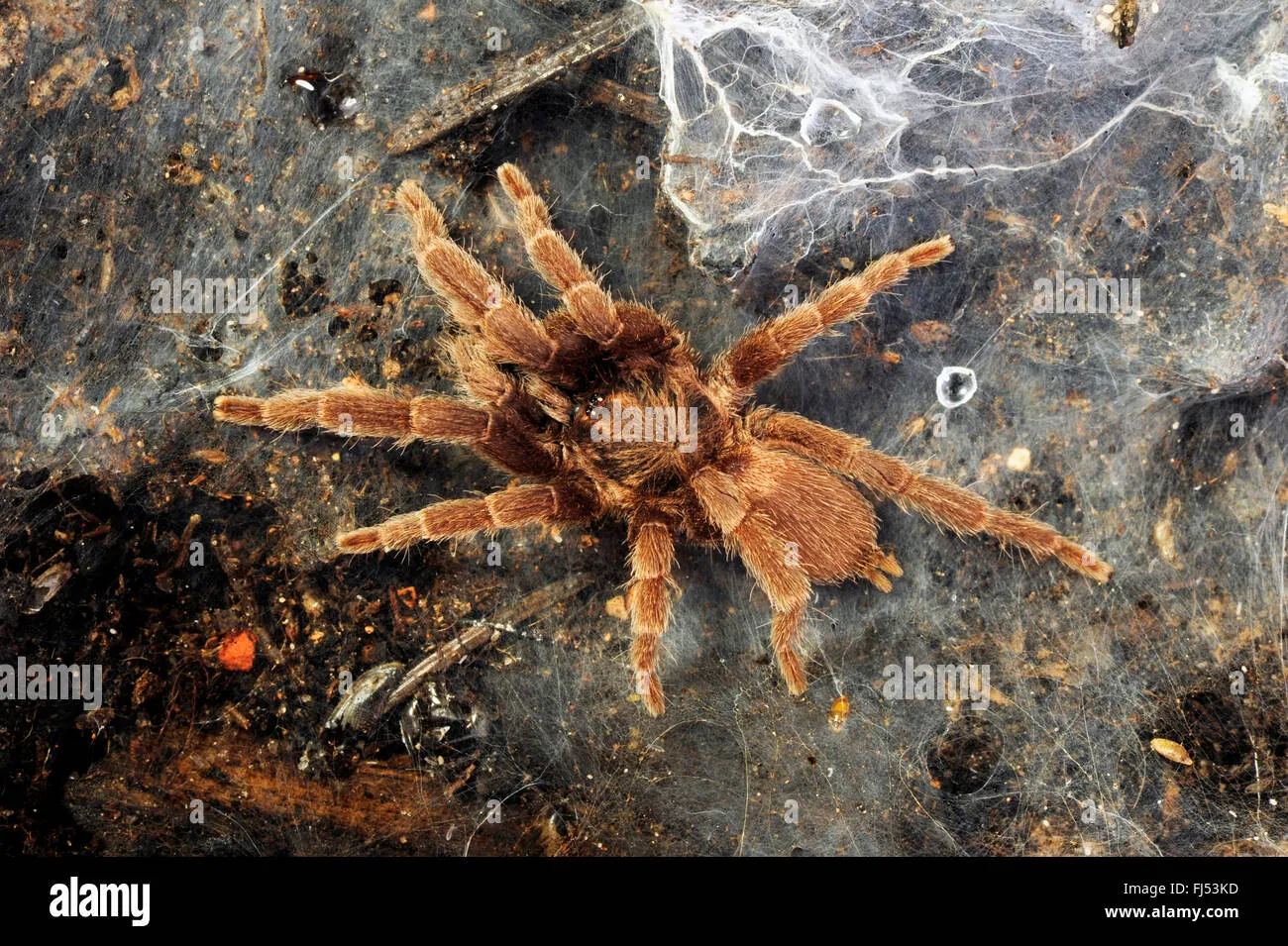 22729 birdeater tarantula philippines image5