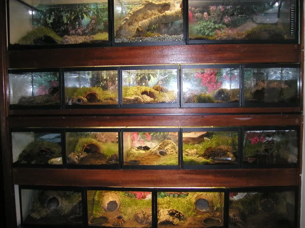 22730 chromatus tarantula substrate