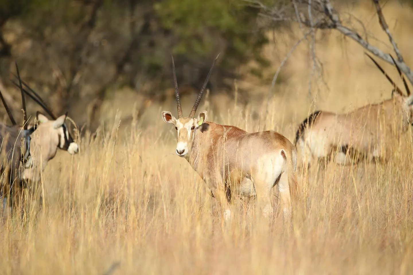 22731 arboreal tarantulas