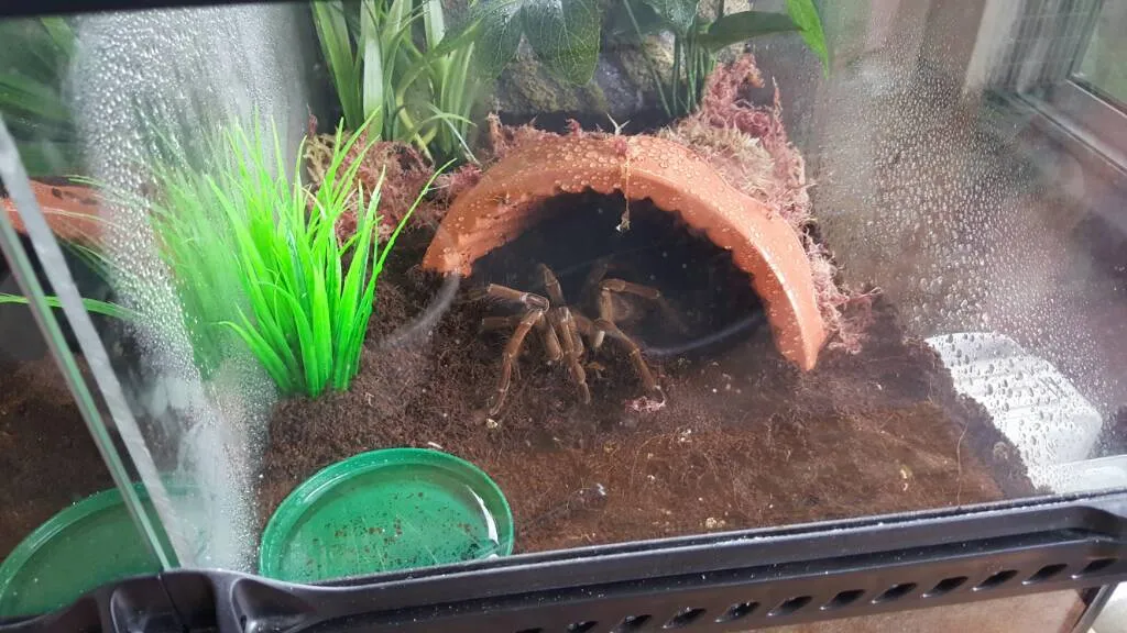 22732 exo terra tarantula tank setup 1