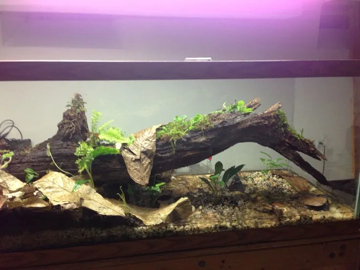 22732 tarantula substrate