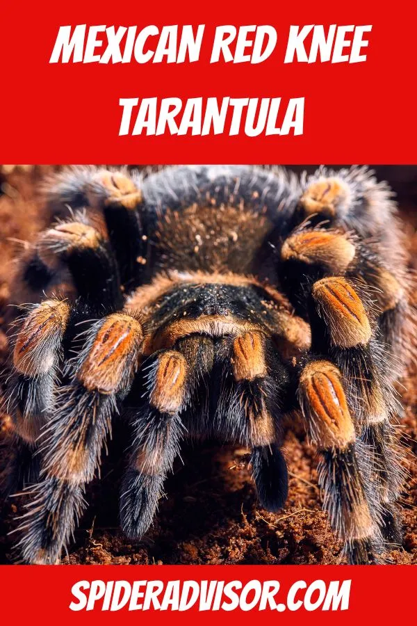 22733 mexican red knee tarantula molting