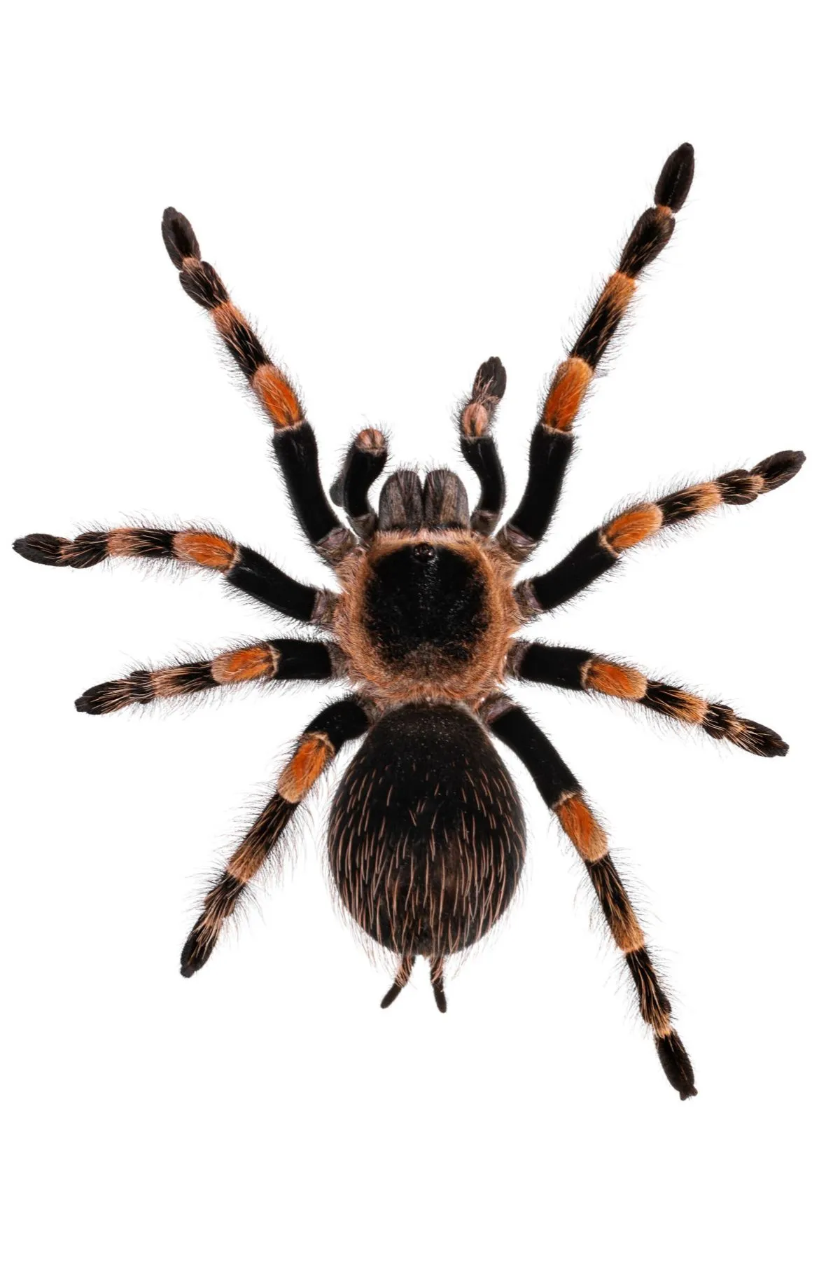 22733 mexican red knee tarantula overview