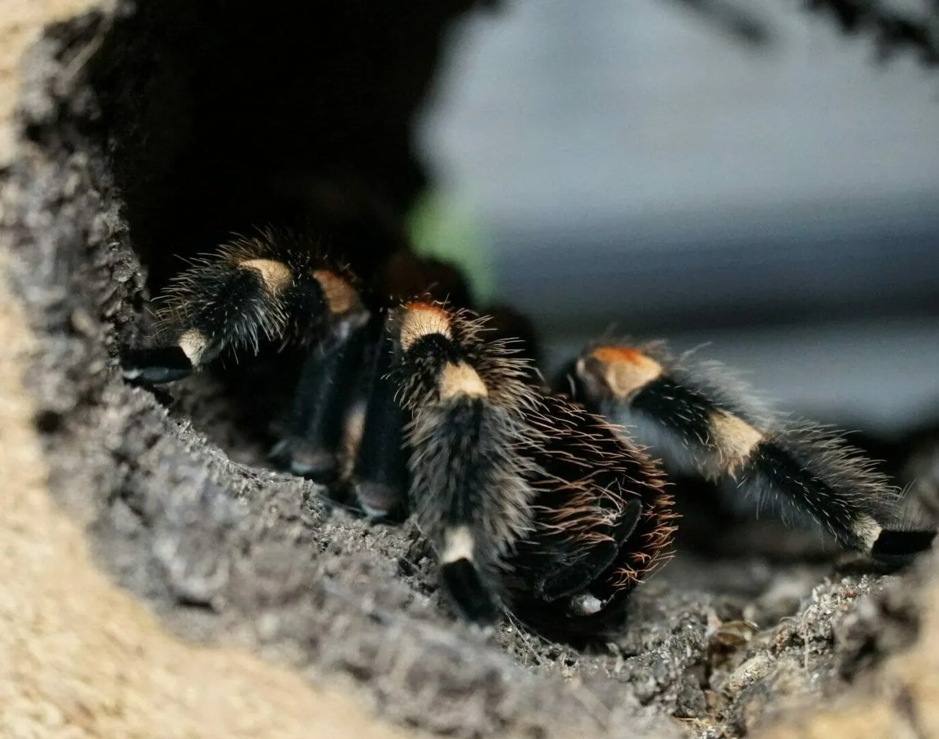 /img/22733-mexican-red-knee-tarantula-substrate.webp