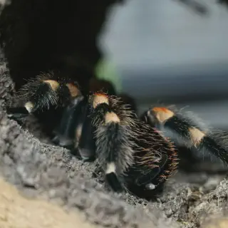 /img/22733-mexican-red-knee-tarantula-substrate.webp