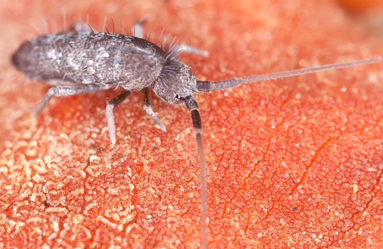 /img/22734-springtail-food.webp