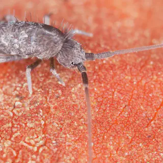 /img/22734-springtail-food.webp