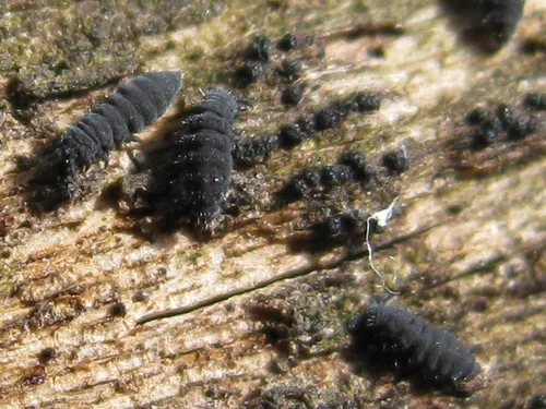 22734 springtail microscope