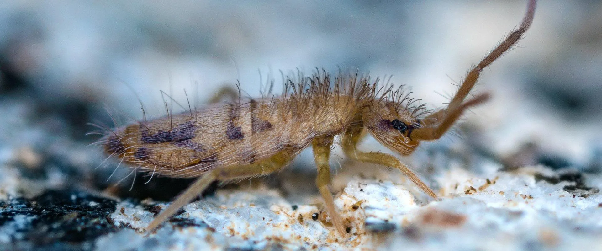 22734 tarantula close up