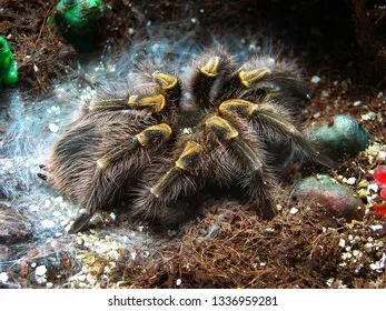 22737 healthy tarantula