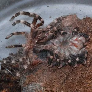 22737 stuck molt tarantula