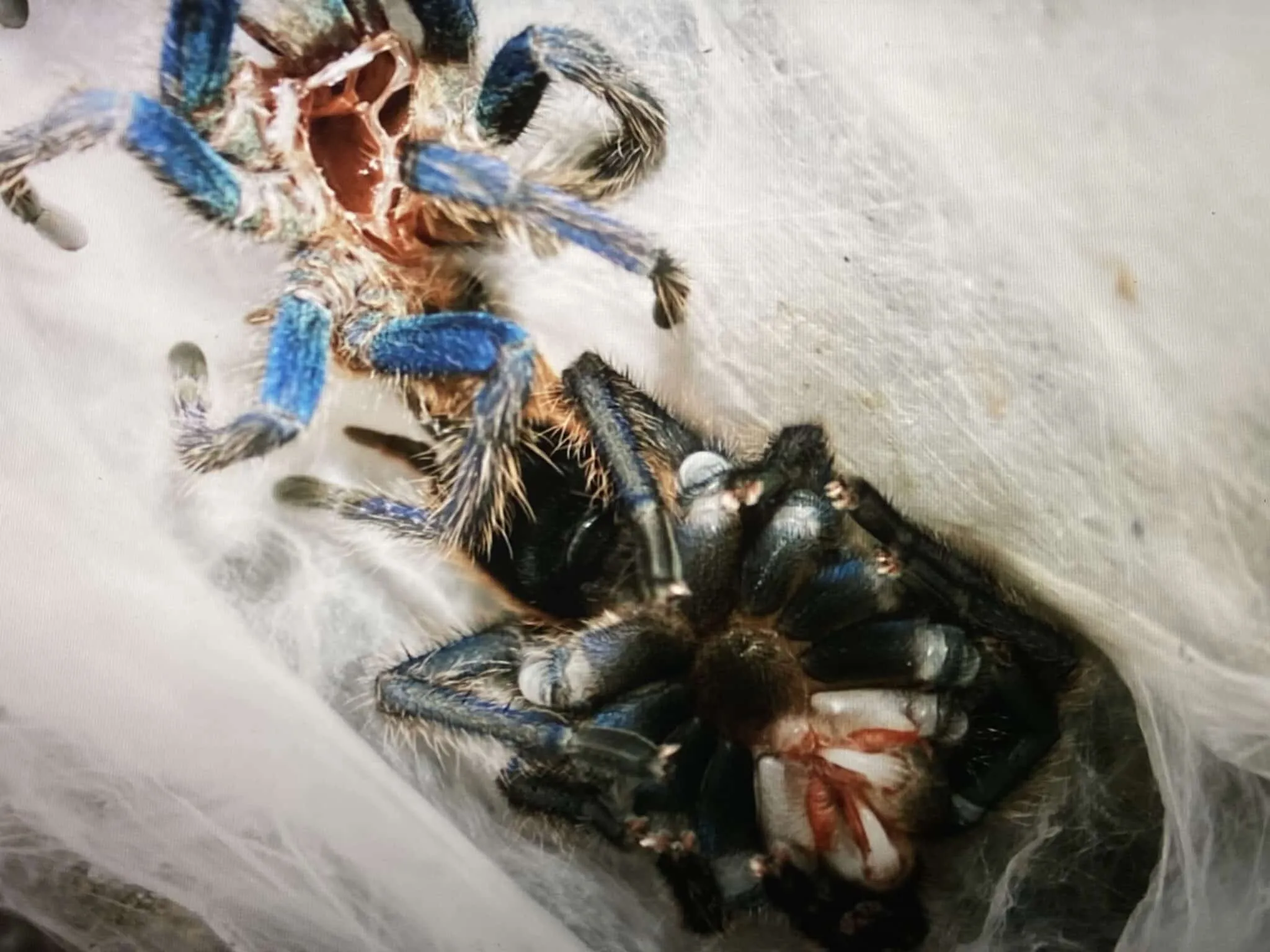 22737 tarantula eating