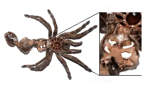 /img/22737-tarantula-leg-loss.webp