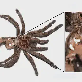 /img/22737-tarantula-leg-loss.webp