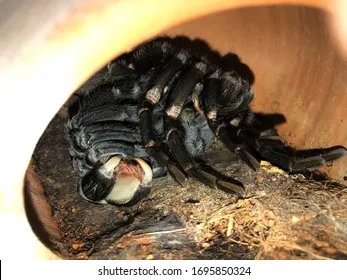 22737 tarantula molt