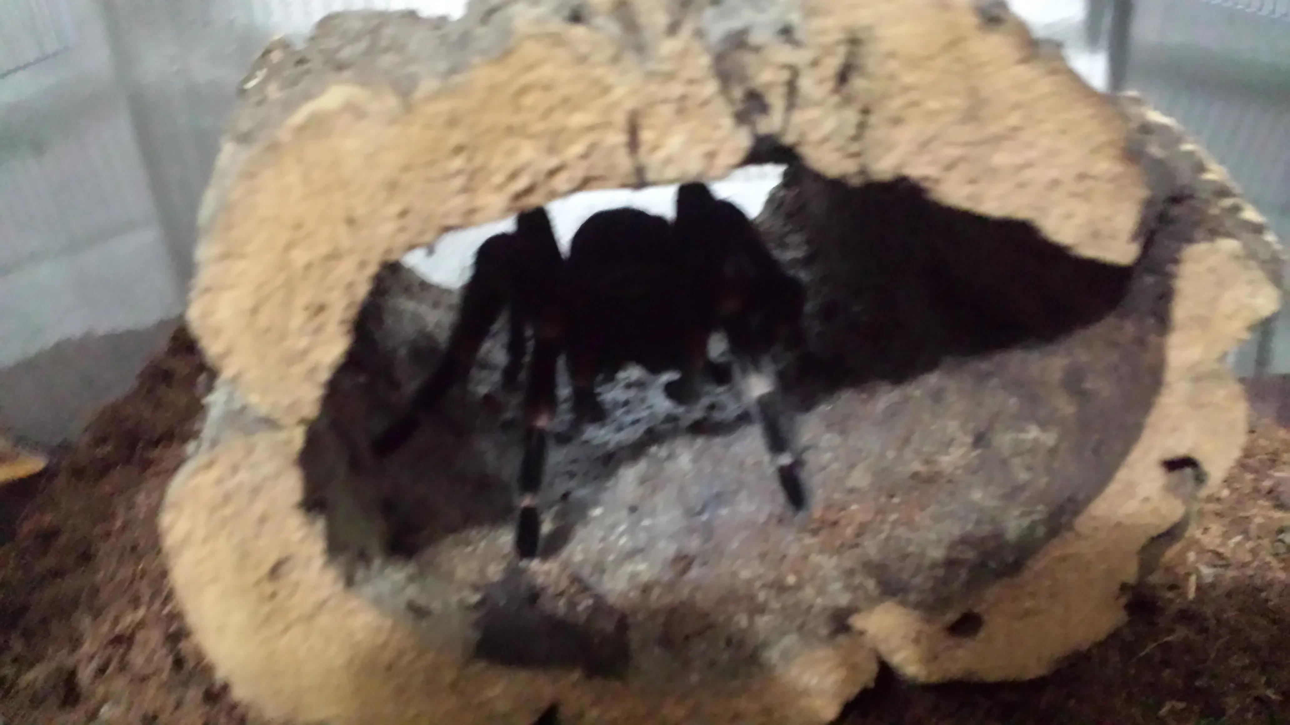 /img/22739-auratum-tarantula-breeding.webp