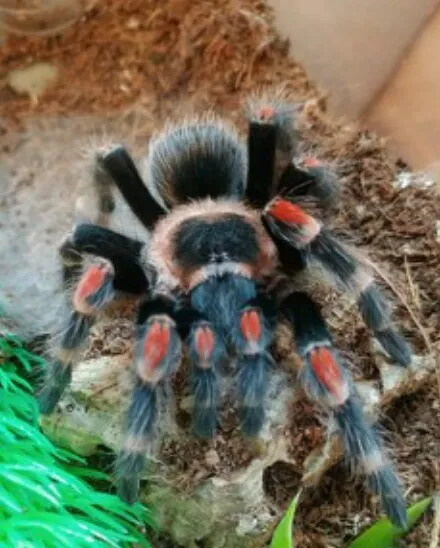 22739 auratum tarantula feeding